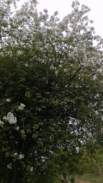 Всё вокруг цветёт и благоухает  #новокузнецк #лето #яблоницветут