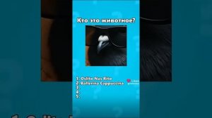 загадки итальянских животных