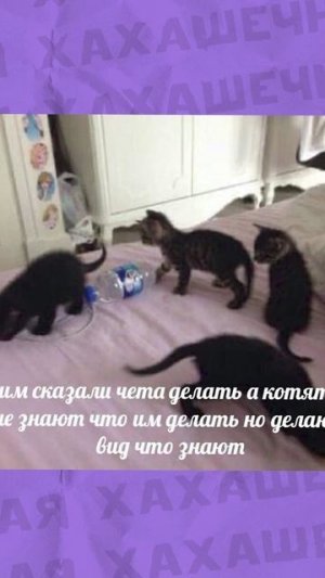 Мемы и мемы  #приколы #мемы #мем #лютыеприколы
