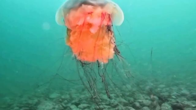 Танцующая опасность: как дайвер снял смертельно красивый балет медузы-гиганта смотреть онлайн