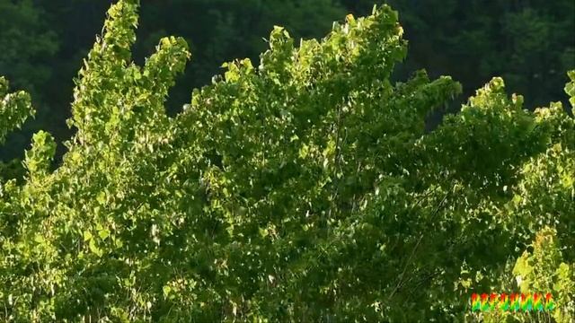 ПЛАЧЕТ ДОЖДЬ КАПРИЗНЫЙ-сл Андрей Акимова музыка испол Наталия Ромашка Печурина баян смотреть онлайн