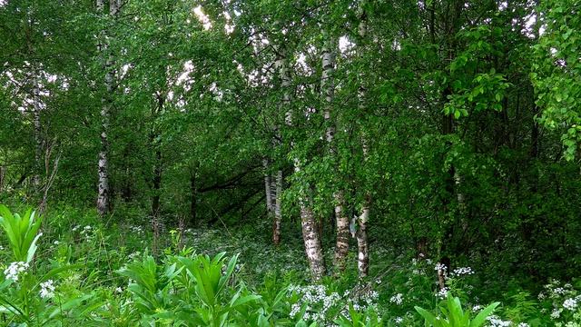 Дневник натуралиста: наблюдение за природой в средней полосе России Июнь 2025г