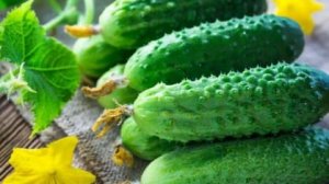 Как собрать большой урожай огурцов. Пасынкование огурцов для рекордного урожая