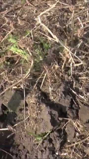 Ищем клад с EQUINOX 600дерхем#shorts  #metaldetecting #достопримечательности #коп