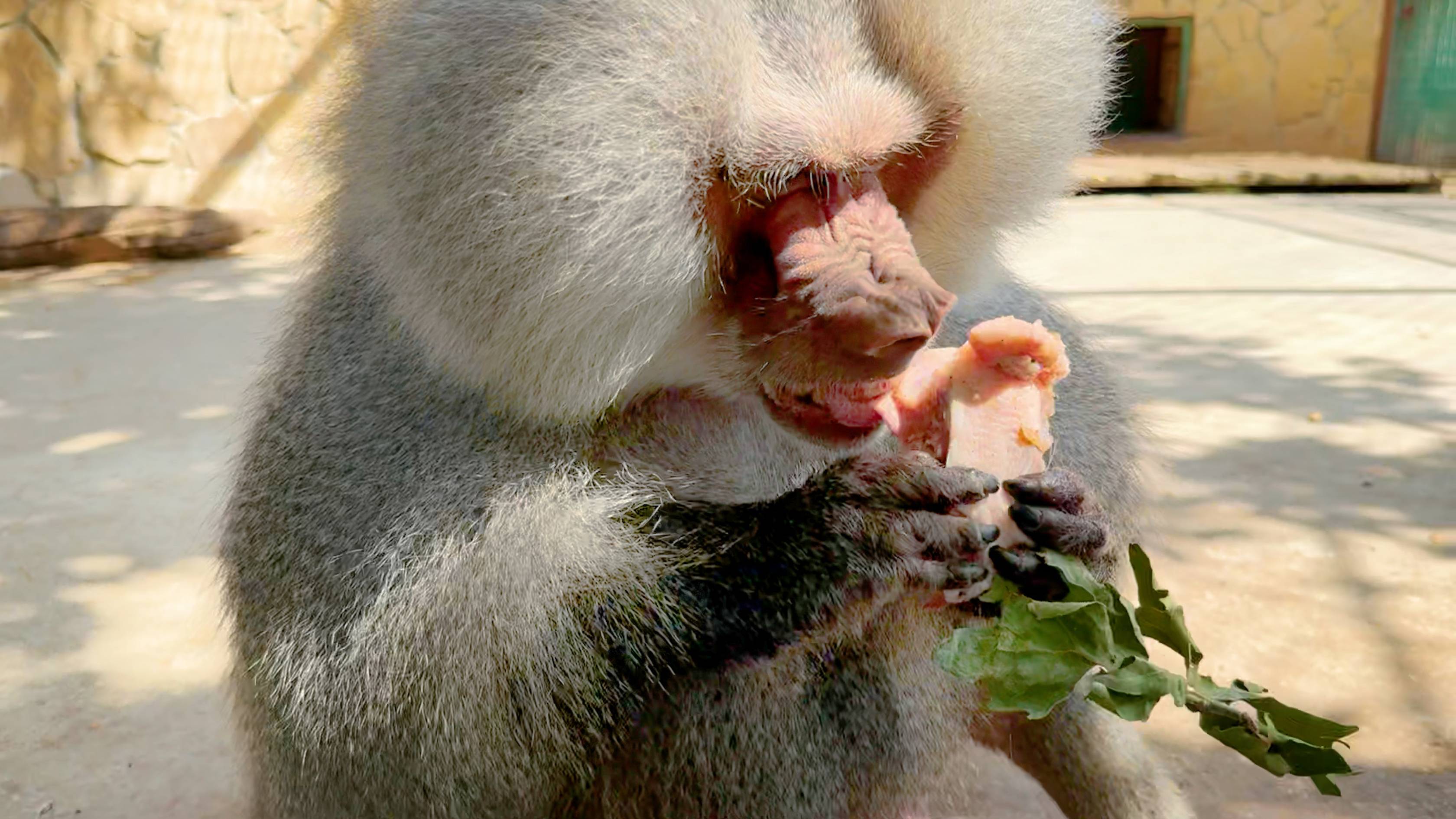 Люся среди монстров! КИНУЛИ КУРОЧКУ на СЬЕДЕНИЕ ГАМАДРИЛАМ! Разорвали и съели! Елисей и Лида рады! смотреть онлайн