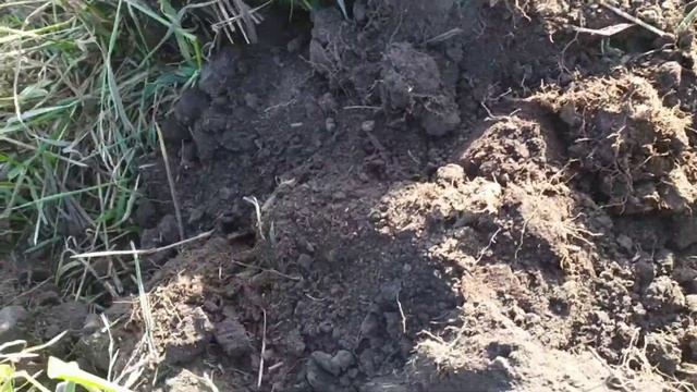 Находки на скошеном поле. Коп с Minelab X-Terra 705 2020. Поиск монет в старой деревне. МД поиск. смотреть онлайн