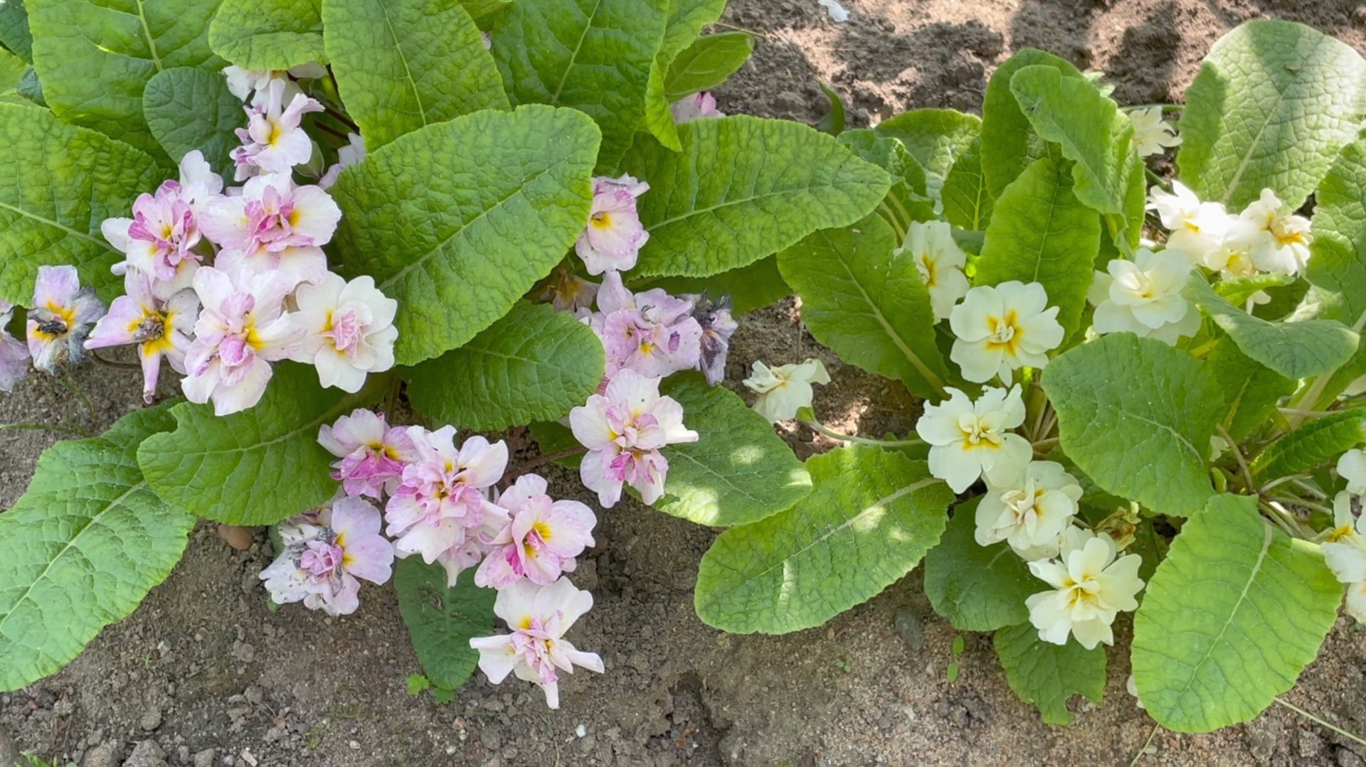 Июнь в Саду 4 июня 2025  часть 2