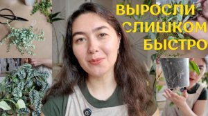 БЕСПОЩАДНО черенкую и ВЫБРАСЫВАЮ РАСТЕНИЯ | ВРЕМЯ обновлять РАСТЕНИЯ, которые ВЫРОСЛИ слишком БЫСТРО