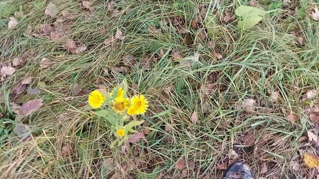 Прошлой осенью в свободное от сбора камней время ходили мы за грибами смотреть онлайн