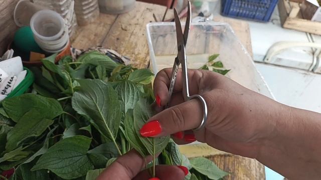 Черенкование🌱 дёрен Сибирика. смотреть онлайн