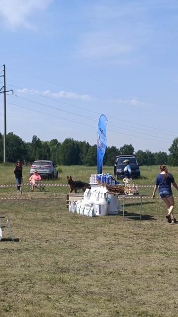 МОЛОДЫЕ КОБЕЛИ / КЧК ИРКУТСК 21 июня`25 А.Буйнова Моно немецких овчарок