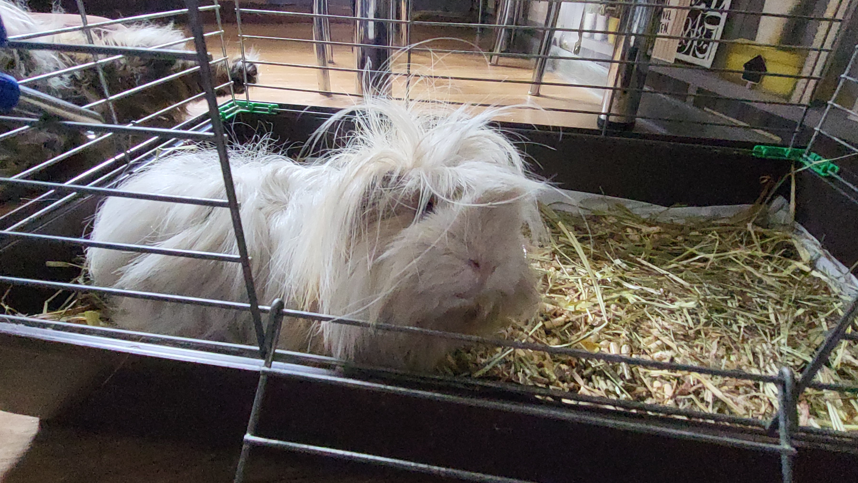 Друзья наши меньшие) смотреть онлайн