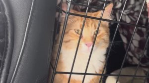 Переехала в СВОЙ ДОМ в деревне! Впервые готовлю. Сеня в шоке, я в восторге!)))