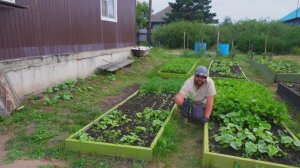 ЛЕТО КОРОТКОЕ НАДО ВСЁ ВЫРОСТИТЬ В ОГОРОДЕ УБИРАЮ СОРНЯКИ КАЖДЫЙ ДЕНЬ НА УЧАСТКЕ
