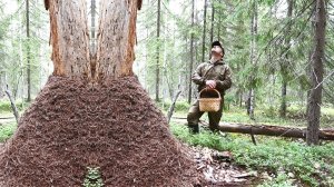 СБОР ГРИБОВ В ТАЙГЕ. МЕСТА ЗАБРОШЕННЫЪ ДЕРЕВЕНЬ.