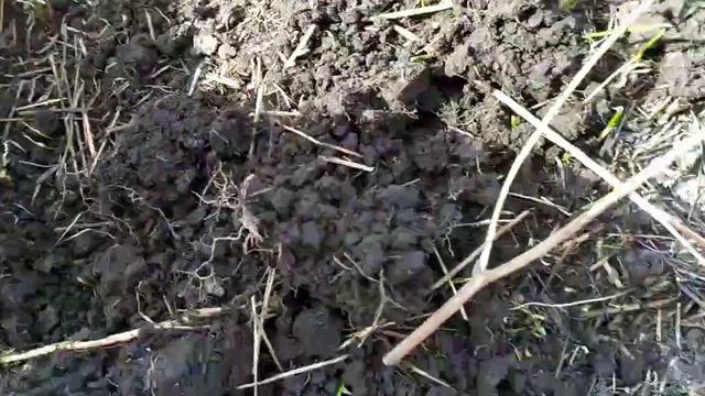 РУБЛЬ НИКОЛАЯ 1!!! СУПЕР КОП!!! 705 тёрка рулит!!! Мд поиск!!! смотреть онлайн