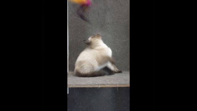 Изуми 3 месяца