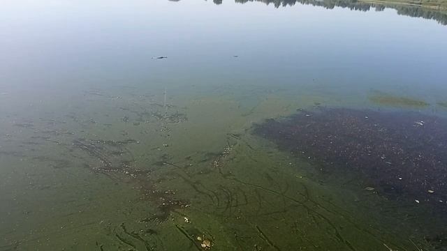 Очередная рыбалка на Озере.Уловом доволен, отвёл душу. смотреть онлайн