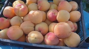 абрикос Нью-Джерси ( NGA )