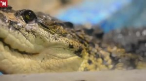 Единственная Крокодиловая ферма на Урале. Как покормить крокодила.