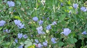 колокольчики -симметрии красоты жизнь ПЧЕЛЫ -дорога цветов КОЛОКОЛЬЧИКИ ромашки2