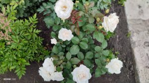 Цветение розы флорибунды "Графиня Эльке"  у нас в саду.