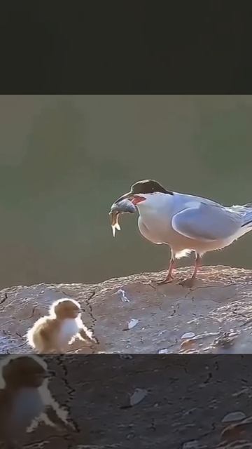 Приятного аппетита! — сказала мама и чуть не сбила малыша с ног смотреть онлайн