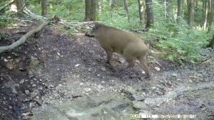 "Контролёр"