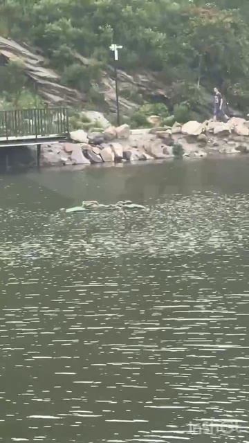 Всё равно искупаемся! — дети снова лезут в озеро с черепахами смотреть онлайн