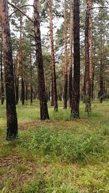 Белки смотреть онлайн