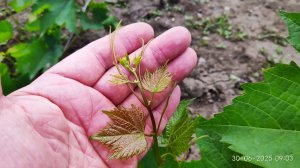 Прививки винограда толщиной 1 мм. Как привить пасынок в пасынок.