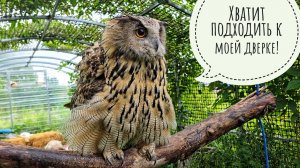 Кто прогрыз дверь у совы Ёлки? Кошка Морошка ловит рыбов! Пёс Кубик дождался Артёма