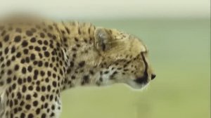 Гепард. Дикие кошки. Охота. Документальный фильм