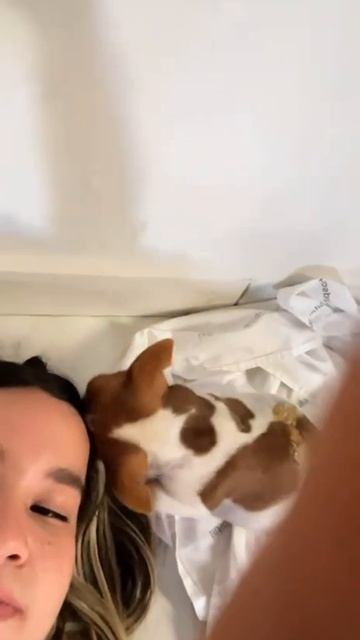 Этот щенок гонялся за пчёлами, и в итоге они его покусали. смотреть онлайн