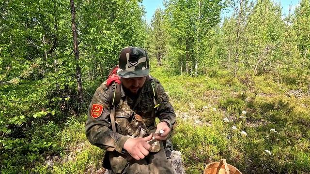 ГРИБЫ ПОШЛИ. ГРИБНОЕ МЕСТО УДИВИЛО. СБОР ГРИБОВ НА СЕВЕРЕ. КАК ПРАВИЛЬНО СОБИРАТЬ ПОДОСИНОВИКИ. смотреть онлайн
