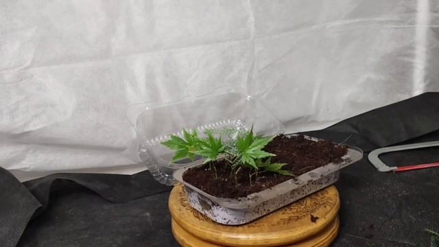 √1,2 кипарисовик черенкование