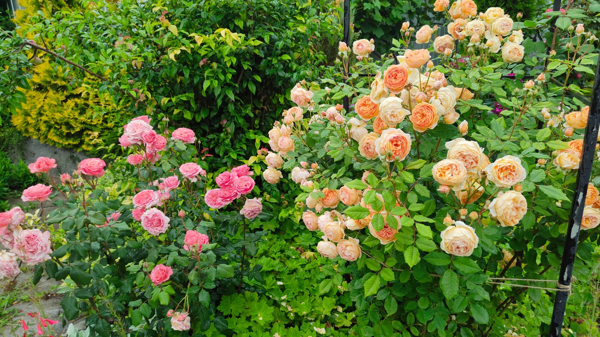 Зацвели все розы в саду 29.06.25 г. Лихнис, лук, нивяник, лаванда, сантолина и вербена копьевидная смотреть онлайн