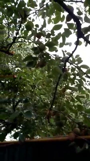 дерево фруктов в Абхазии