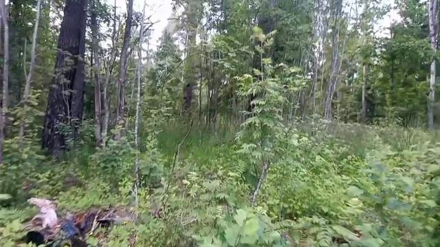 Нарвался на шершней смотреть онлайн