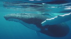 Киты - Стражи морей и океанов