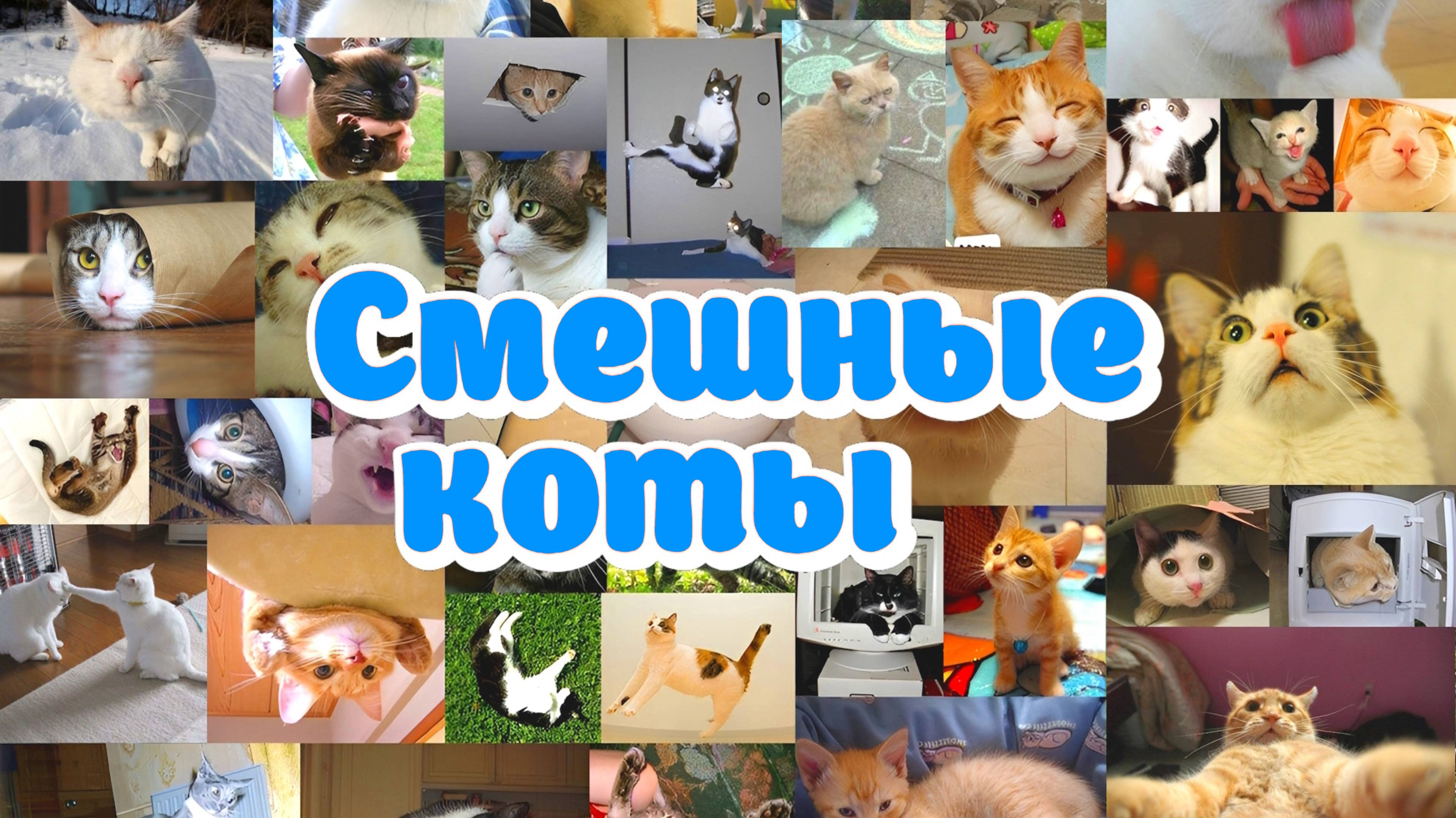 СМЕШНЫЕ КОТЫ! #2 Приколы с котами! СМЕШНЫЕ ЖИВОТНЫЕ! смотреть онлайн