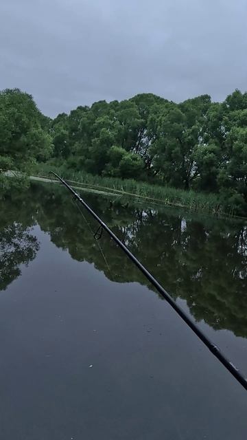 Окунь любит этот прогонистый виброхвост!