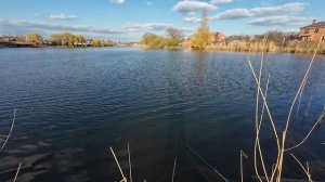 Домашний водоём.Судаки в маленьком пруду.
