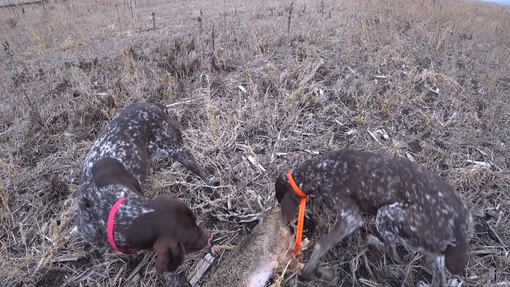 Закрытие сезона по зайцу! Охота с Зайчатницами! Комета и Гюрза смотреть онлайн