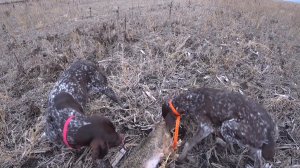 Закрытие сезона по зайцу! Охота с Зайчатницами! Комета и Гюрза