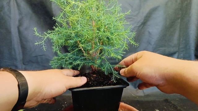 √3 кипарисовик