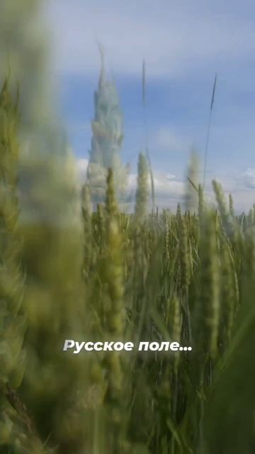 Русское поле... смотреть онлайн