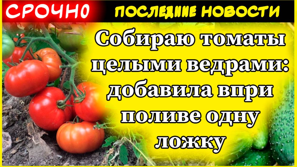 Кормлю в июле помидоры содой - и уже 3 года собираю томаты целыми ведрами с каждого кустика смотреть онлайн