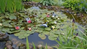 Обзор цветников на 25-28 июня! Ленинградская область.