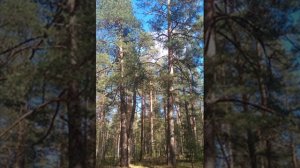 №85 Выравнивание общее